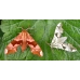 Lime Hawk tiliae BRICK RED VARIETY 15 eggs